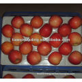 apple supplier